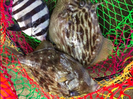 地磯から肝ぱんカワハギとイシダイ